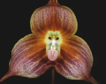 Orchid Dracula dalstroemii  Monkey Face Orchid