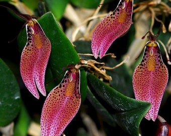 Orchid Restrepia guttulata big 4N