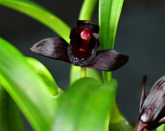 Maxillaria schunkeana   Black Orchid