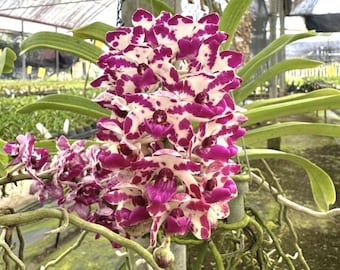 Foxtail Orchid Rhynchostylis Gigantea Red Spots - Etsy