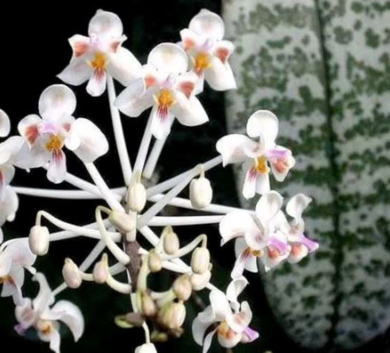 Phalaenopsis Celebensis Species Orchid - Etsy