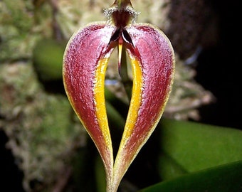 Orchid Bulbophyllum maxillare