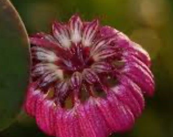 Orchid Bulbophyllum auratum ‘Other World’