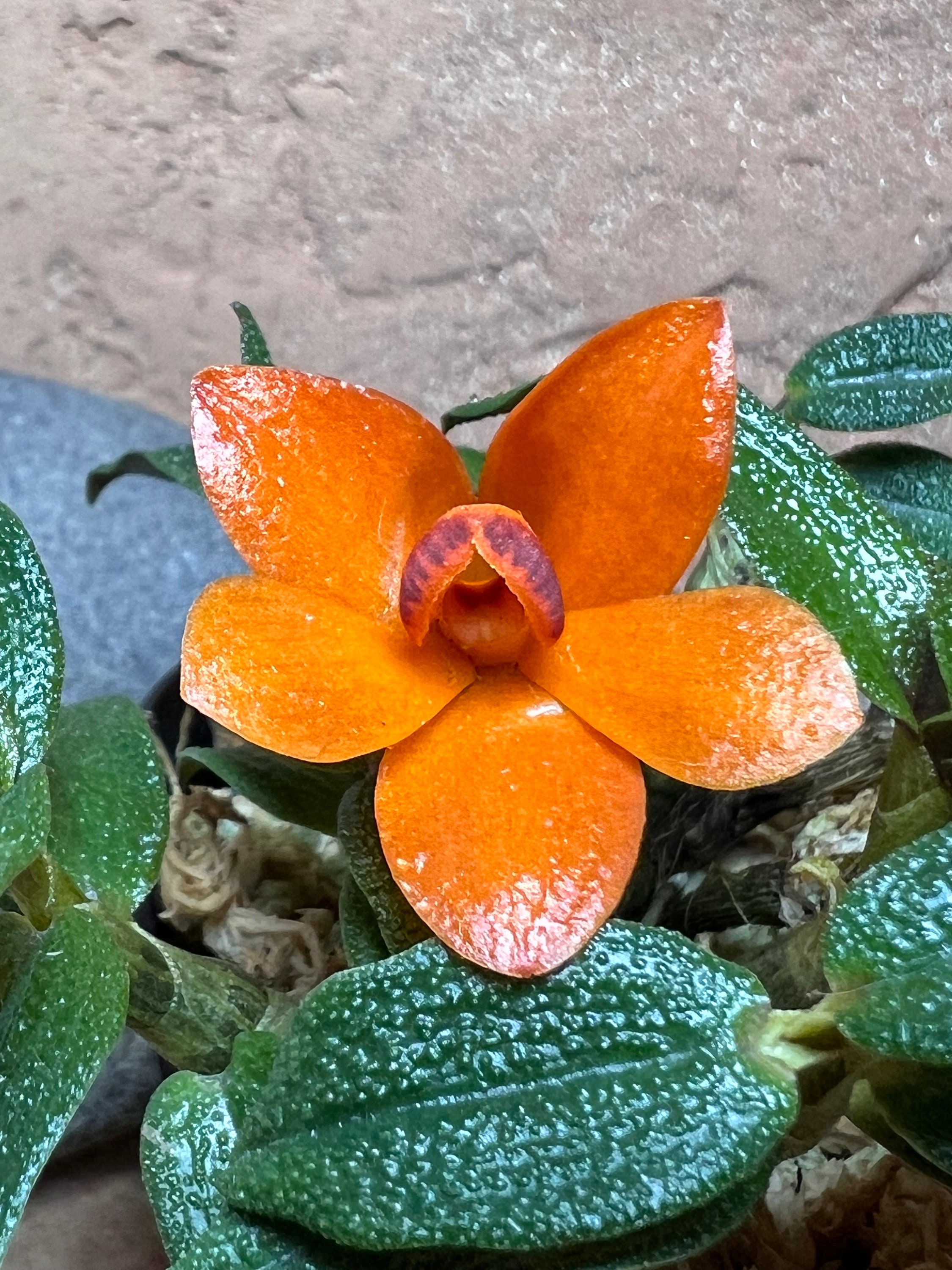 Dendrobium Papuatu F. Orange Miniature Cuthbertsonii Hybrid Orchid