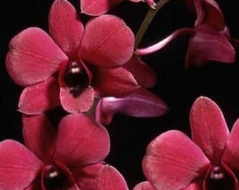 Orchid Dendrobium Genting Red