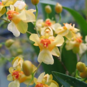 Orchid Oncidium Twinkle ‘Oro’