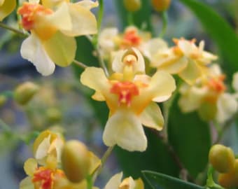 Orchid Oncidium Twinkle ‘Oro’