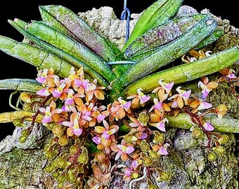 Lepanthopsis Astrophora Ultra Miniature Species Orchid - Etsy