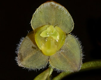 Orchid Stelis major