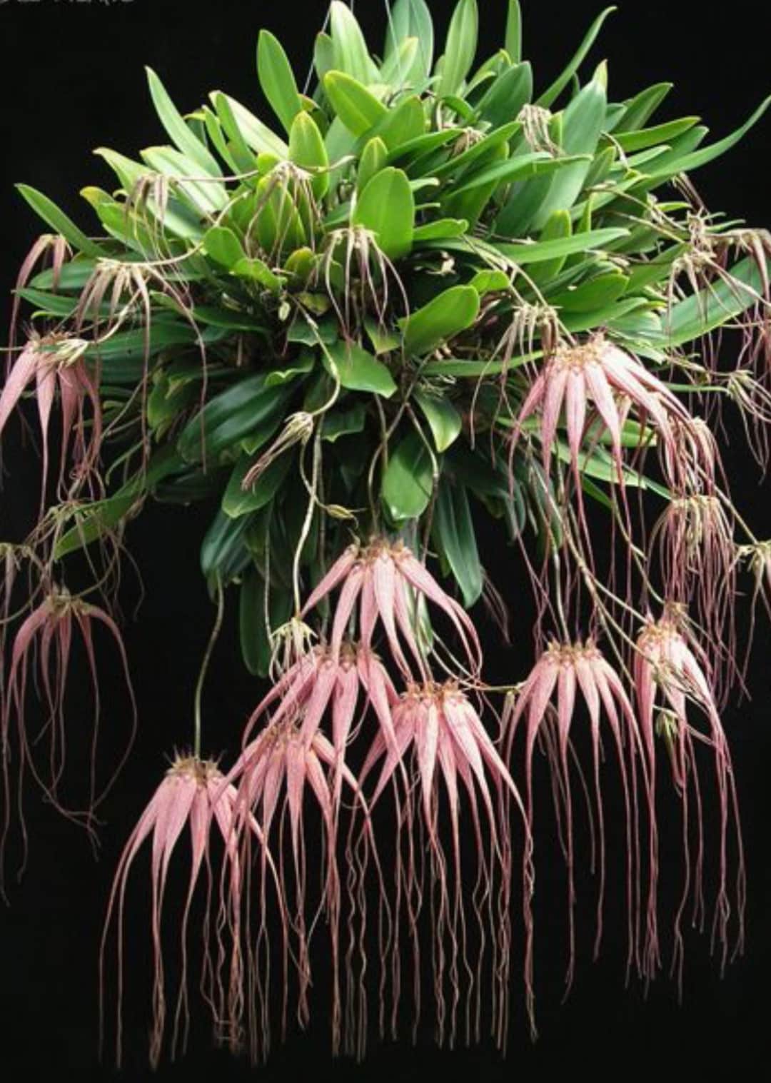 botanicalさま Dendrobium Hawaii Spectacular (Big Alex x spectabile