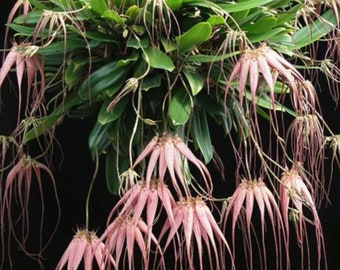 Collector Orchid Bulbophyllum Elizabeth Ann 'Buckleberry' (longissimum x rothschildianum)