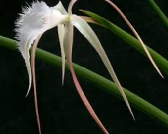 Rhynchovola David Sander (Brassavola cucullata x Rhyncholaelia digbyana)