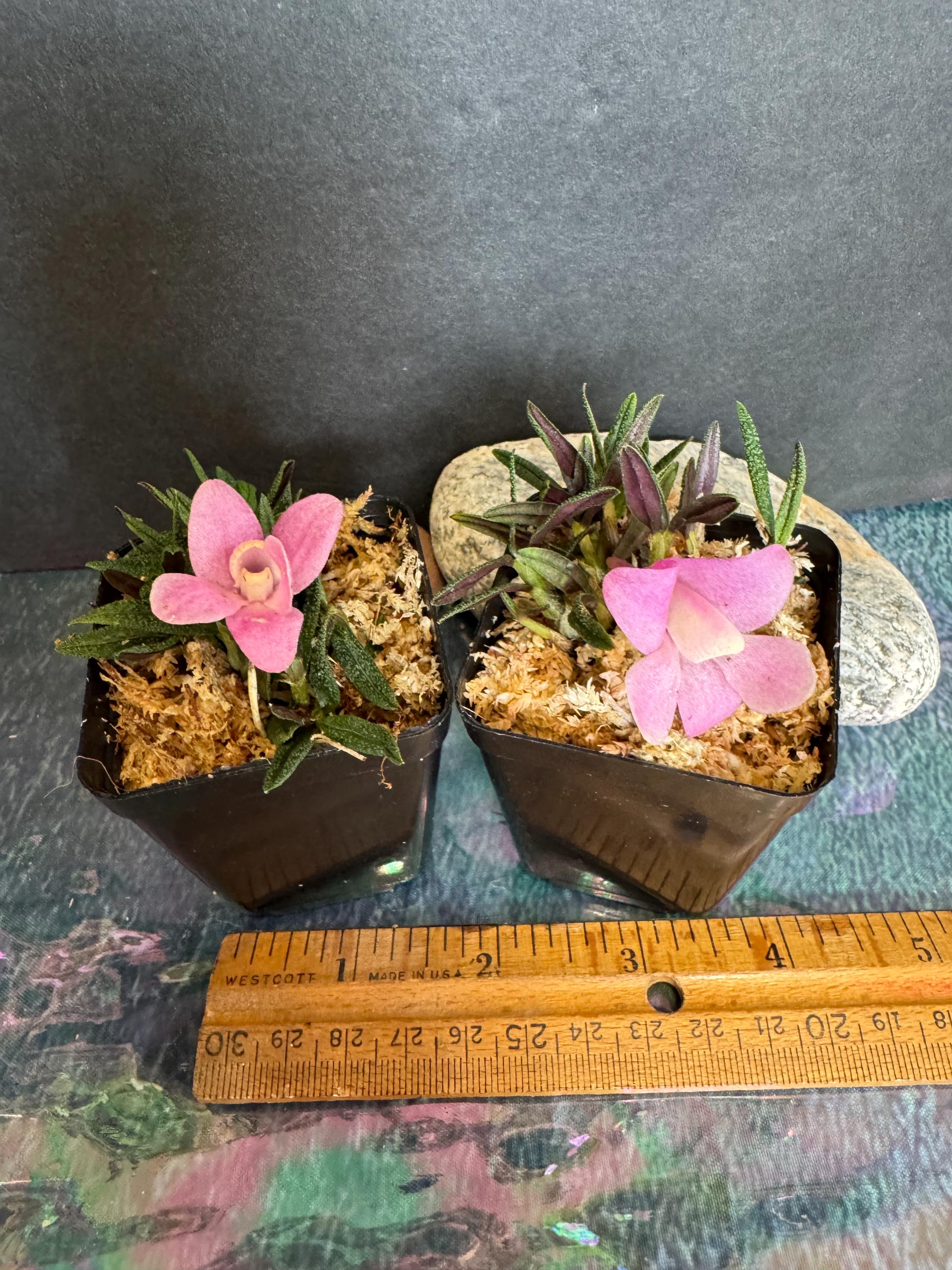 Orchid Dendrobium Cuthbertsonii Pink X White Japan - Etsy