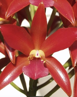 Ctt. Chocolate Drop X Cattleya Yacine Orchid Hybrid - Etsy