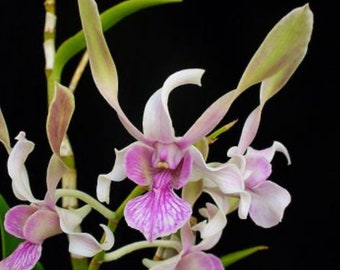 Dendrobium Rabbit Pink