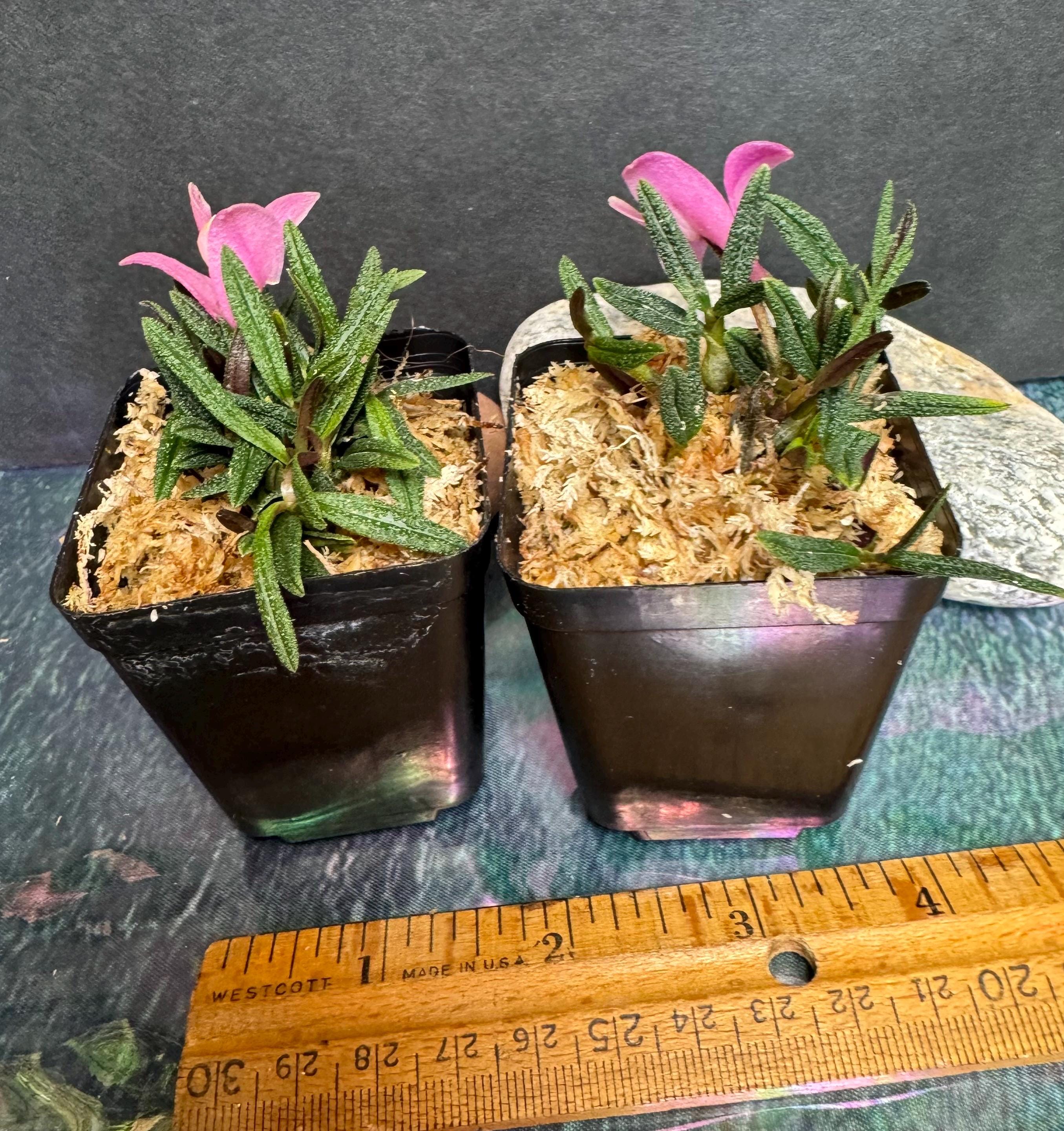 Orchid Dendrobium Cuthbertsonii Pink X White Japan - Etsy