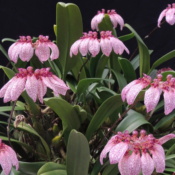 Orchid Bulbophyllum Eberhardtii