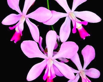 Encyclia dichroma   species orchid