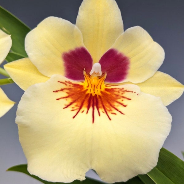 Miltoniopsis Lemon Drop 'Glow Worm' (Lila Fearneyhough x Maui Sunset)