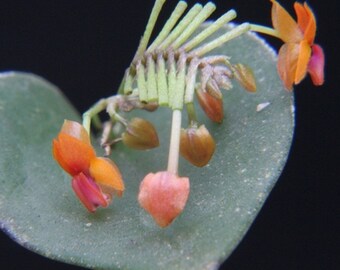 lepanthes fimbriata レパンテスミニチュアオーキッド南米 Lepanthes Fimbriata Miniatura Orchid - Etsy