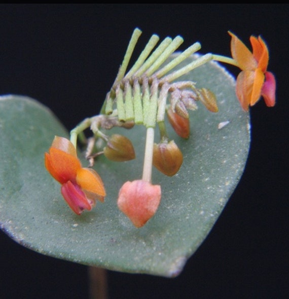 lepanthes fimbriata レパンテスミニチュアオーキッド南米 Lepanthes Fimbriata Miniatura Orchid - Etsy