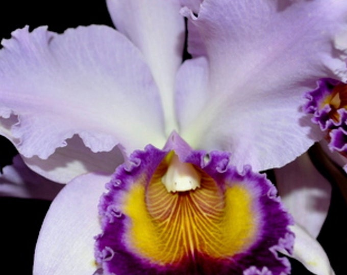 Orchid Cattleya Dinard blue Heaven Etsy