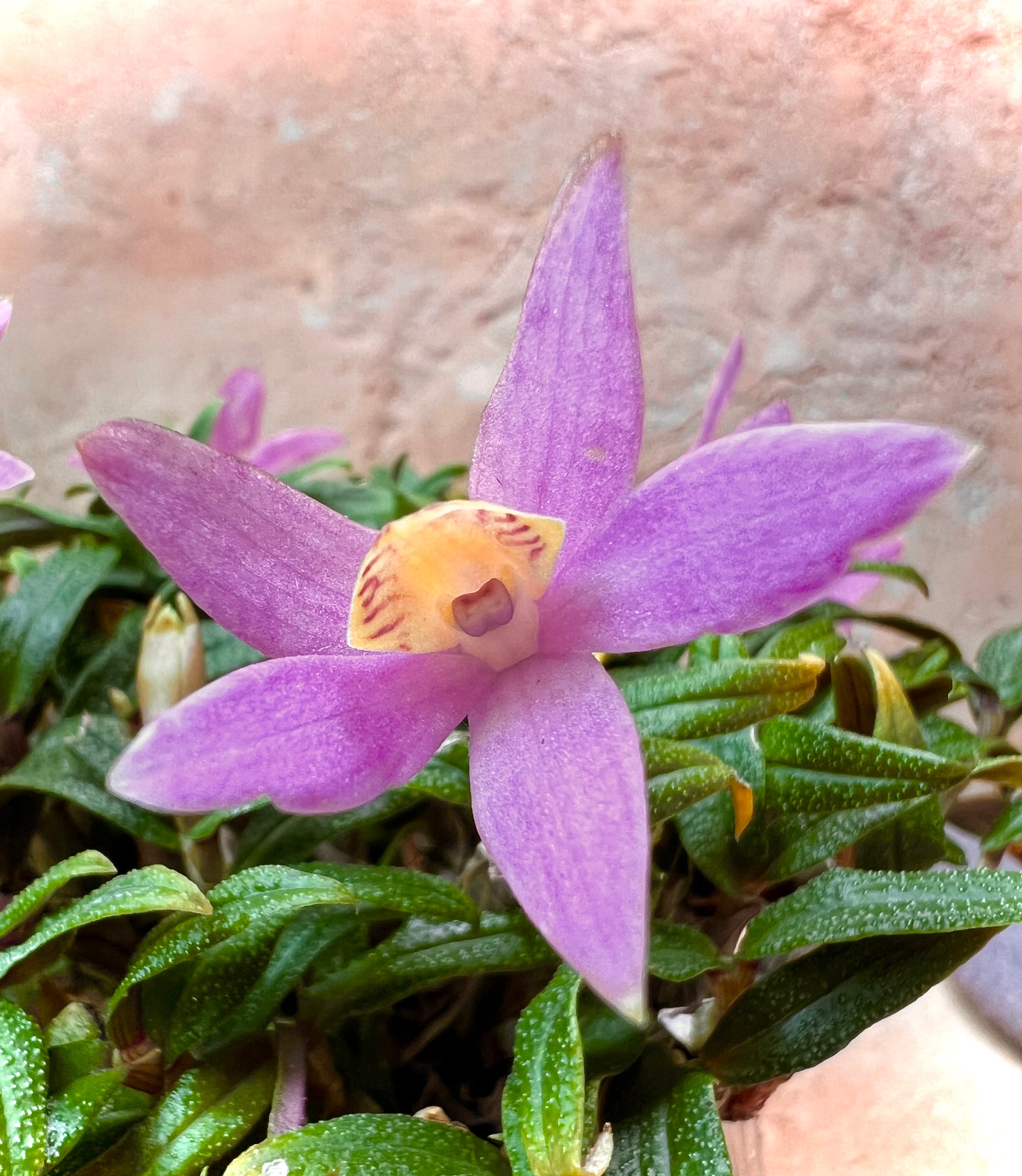 Dendrobium Misty Magic Pink Miniature Orchid Hybrid - Etsy