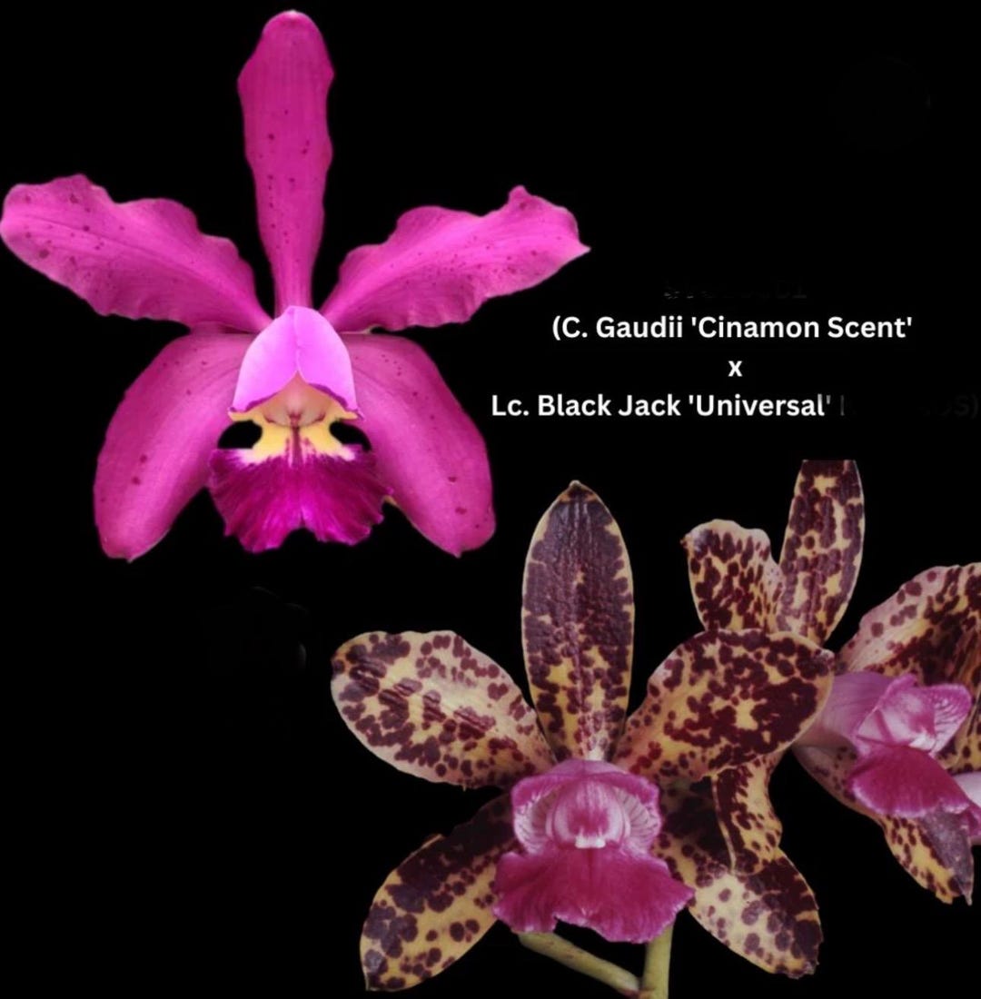 Cattleya Gaudii 'cinnamon Scent' X C. Black Jack 'universal' - Etsy