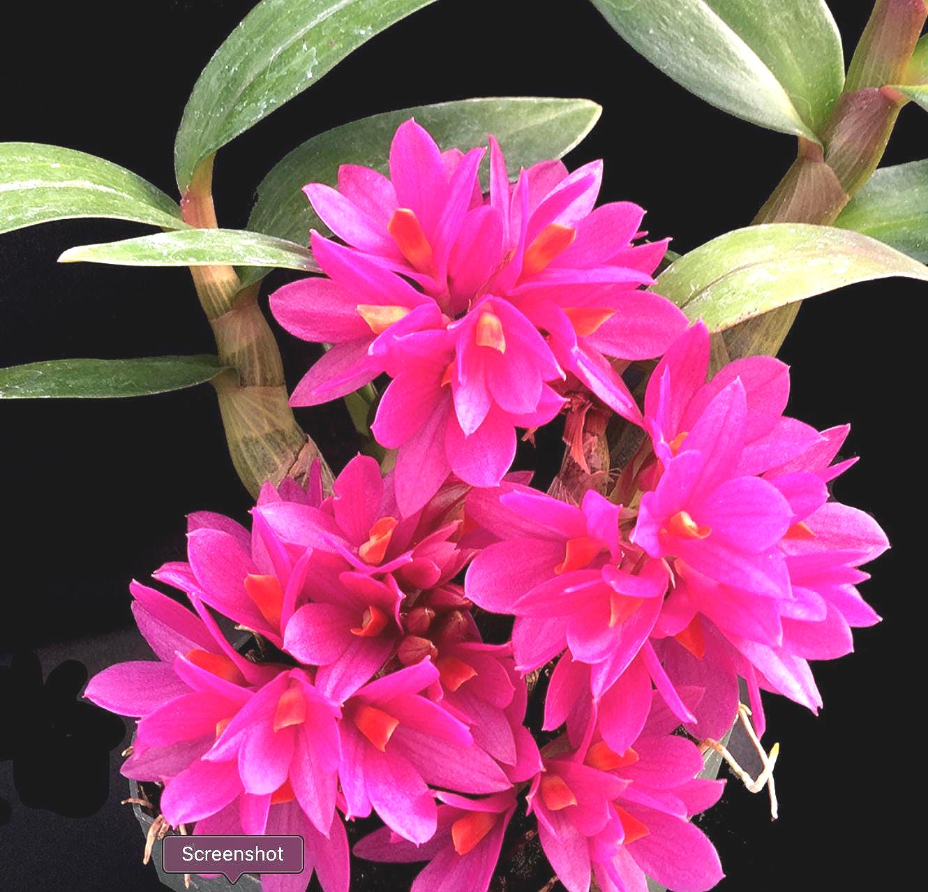 Dendrobium Hibiki Orchid Hybrid - Etsy