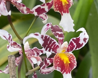 Orchid Odontocidium Rex’s Luck ‘Firefly’