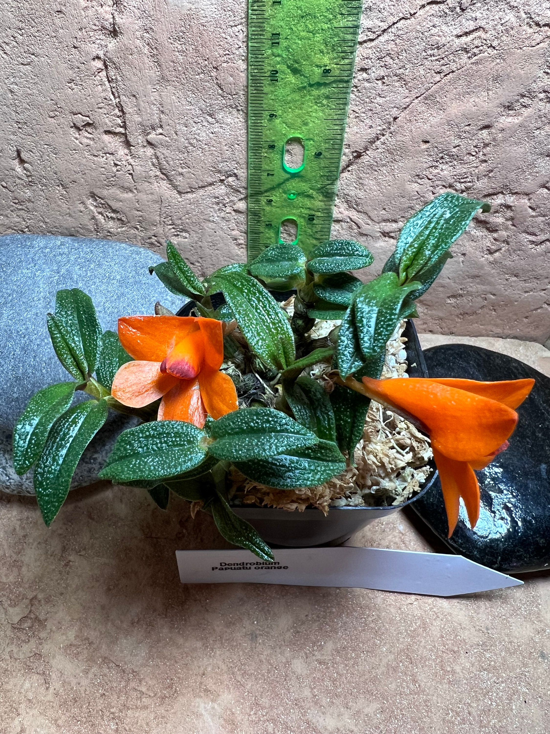 Dendrobium Papuatu F. Orange Miniature Cuthbertsonii Hybrid Orchid