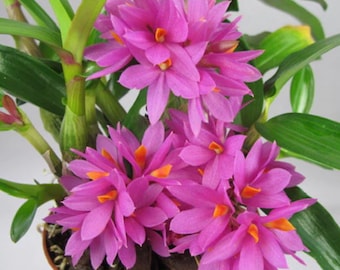 Orchid Dendrobium hibiki