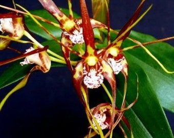Dendrobium tetragonum  Australian species