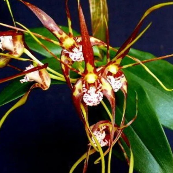 Dendrobium tetragonum  Australian species