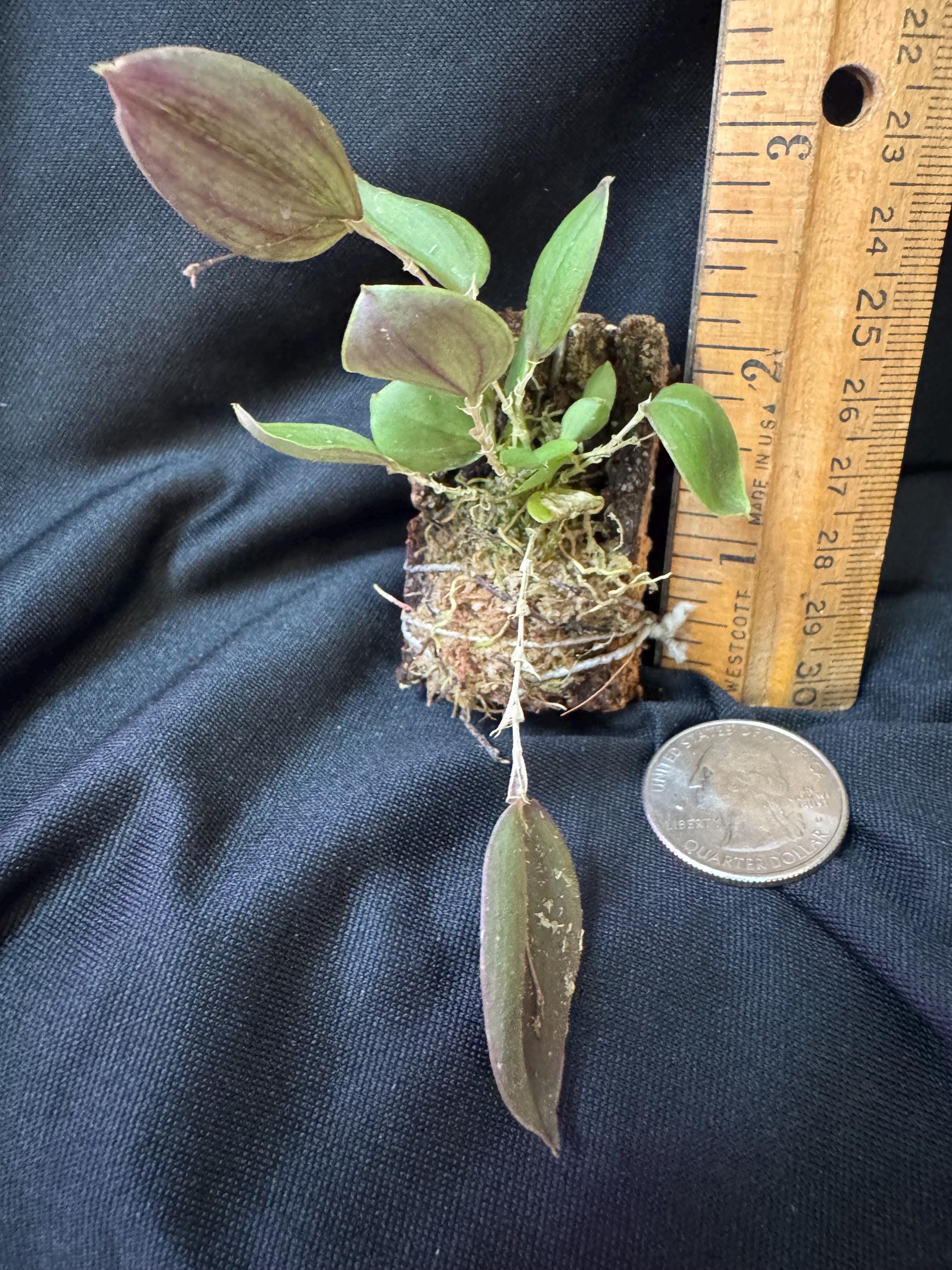 Lepanthes chorista 原種エクアドルミニチュアオーキッドパルダ Lepanthes chorista 原種エクアドルミニチュアオーキッドパルダ