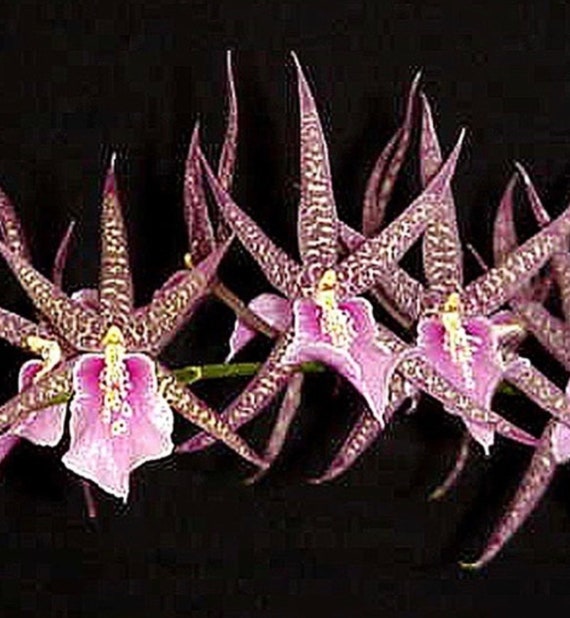 Orchid Miltassia Charles M. Fitch 'izumi' AM/AOS (seedlings) - Etsy