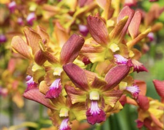 Dendrobium Ninja Orchid Seedling 2