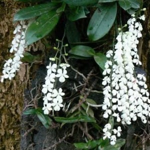 Lemon scented orchid Aerangis citrata image 1