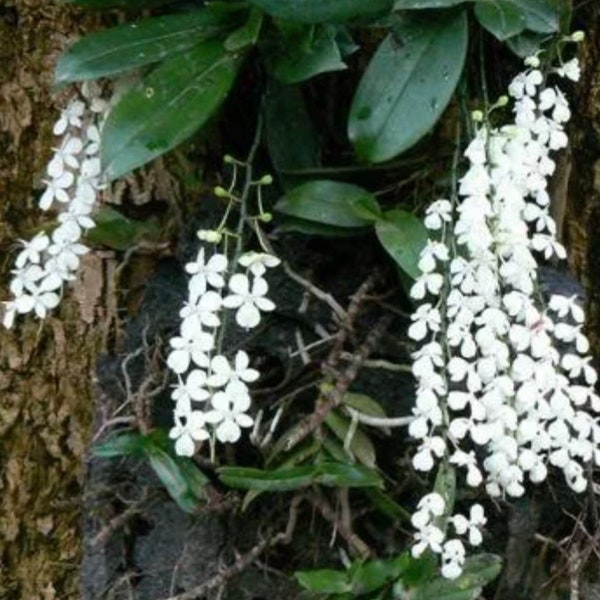 Lemon scented orchid Aerangis citrata