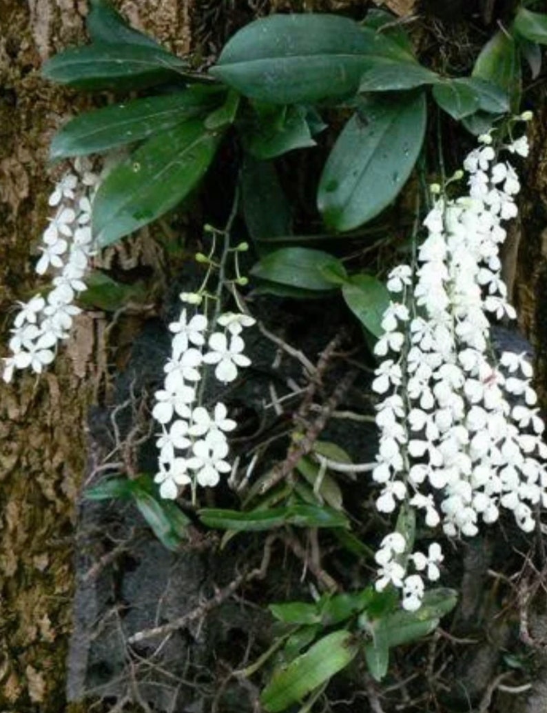 Lemon scented orchid Aerangis citrata image 1