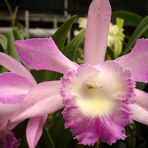 Cattleya Pink Jaguar x Rl. digbyana   Fragrant orchid hybrid  (seedlings 2" pot)
