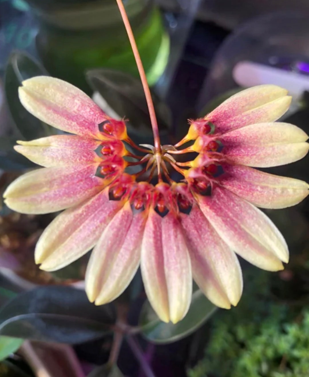 Orchid Bulbophyllum Daisy Chain - Etsy