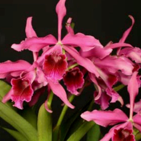 Orchid Laelia Pacavia (L. tenebrosa x L. purpurata)