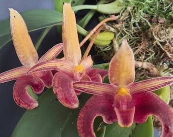 Orchid Bulbophyllum sumatranum