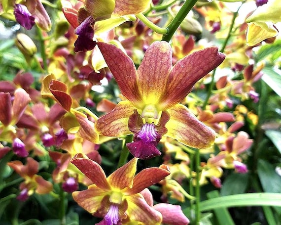 Dendrobium Ninja Orchid Seedling 2