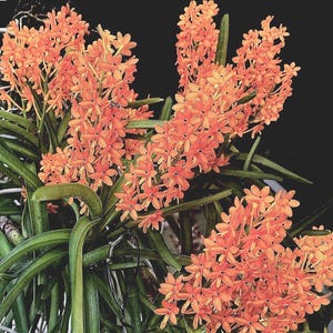 May include: A vibrant Vanda orchid plant featuring multiple clusters of small, bright orange flowers with dark centers. The plant has long, slender, deep green leaves that extend outward from the central stem, creating a dense, lush appearance.
