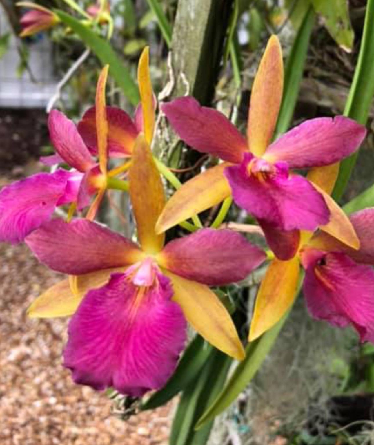 ifsixwasnine kelara ケララ Stellamizutaara Kelly 'lea' Orchid Hybrid - Etsy