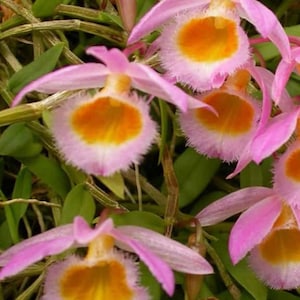 Orchid Dendrobium loddigesii