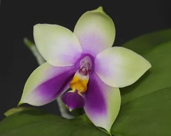 Phalaenopsis bellina coerulea x sib