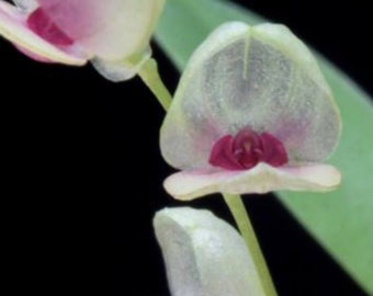 Stelis sanchezii      (miniature species orchid)